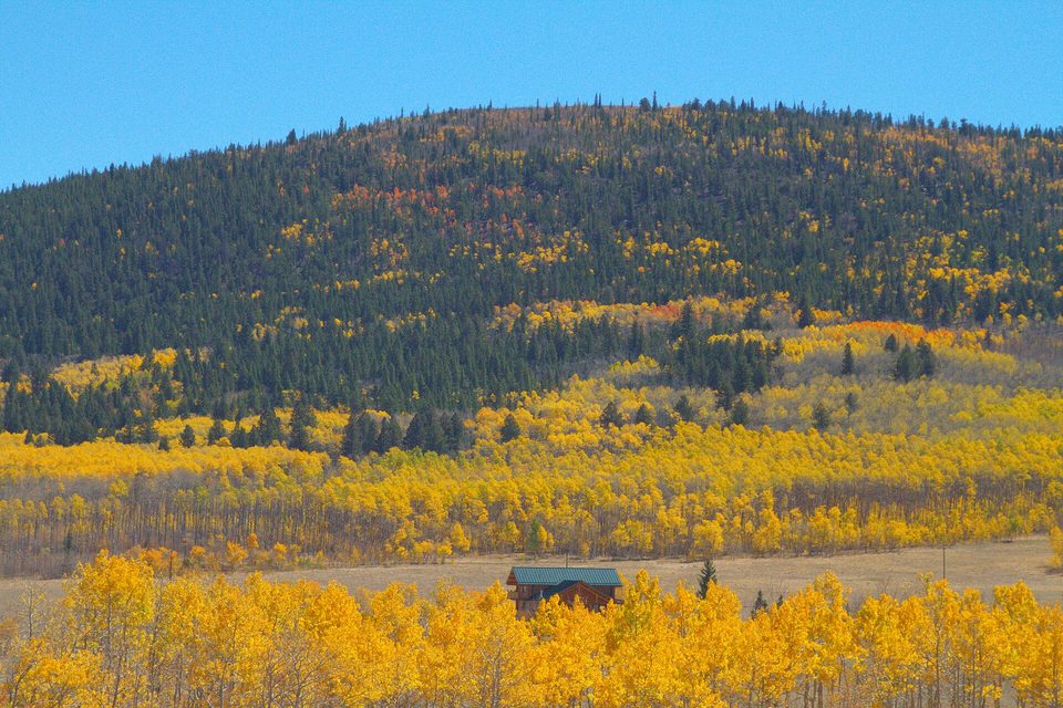 Hillsides of yellow aspen below a bare mountain on Weston Pass